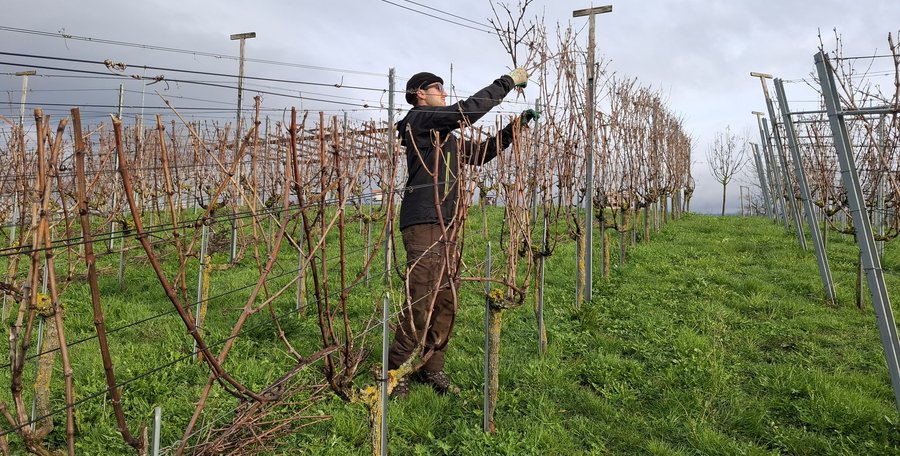 Rebenschneiden 2026