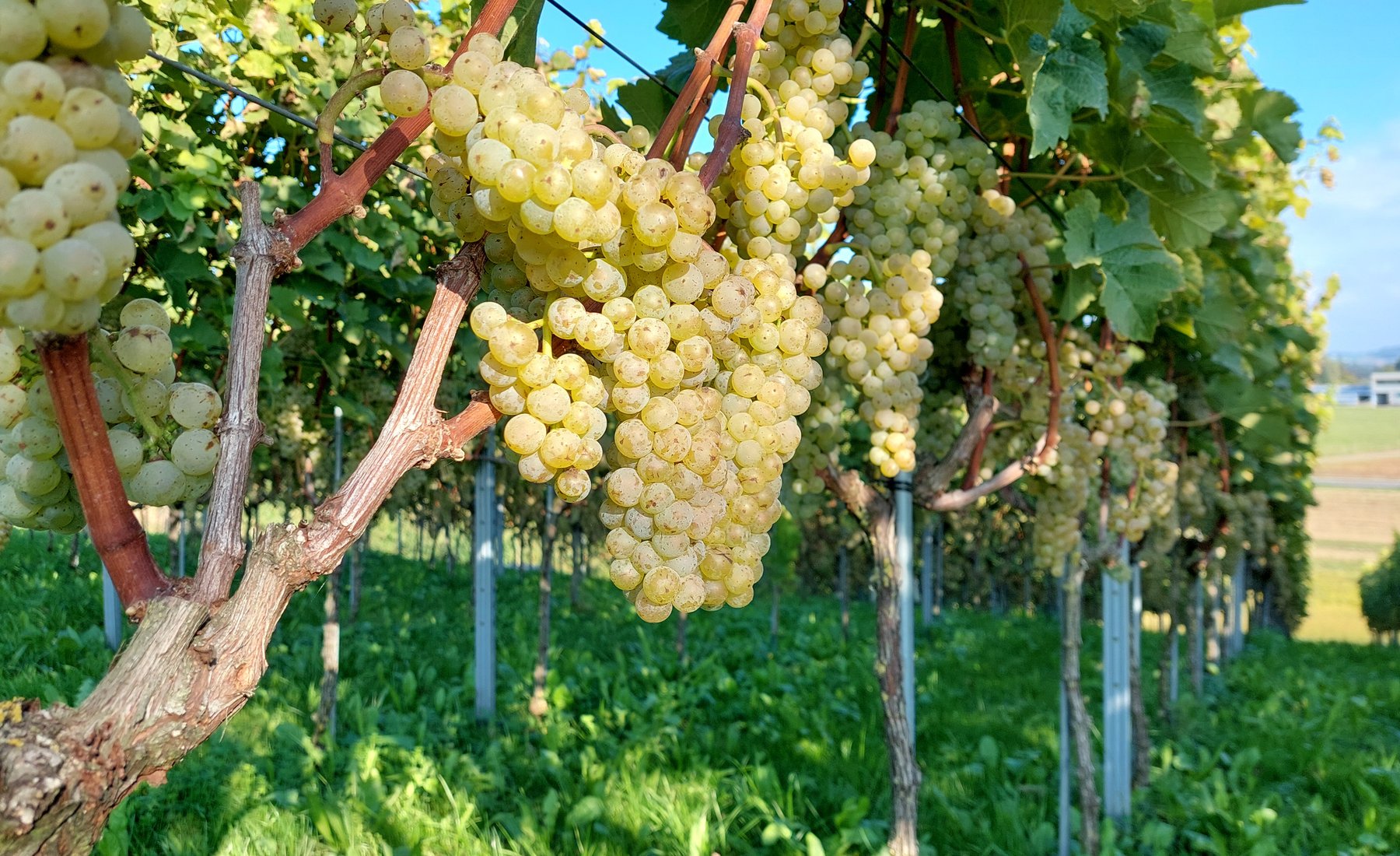 Die Trauben trotzten dem vielen Regen Ende Sommer
