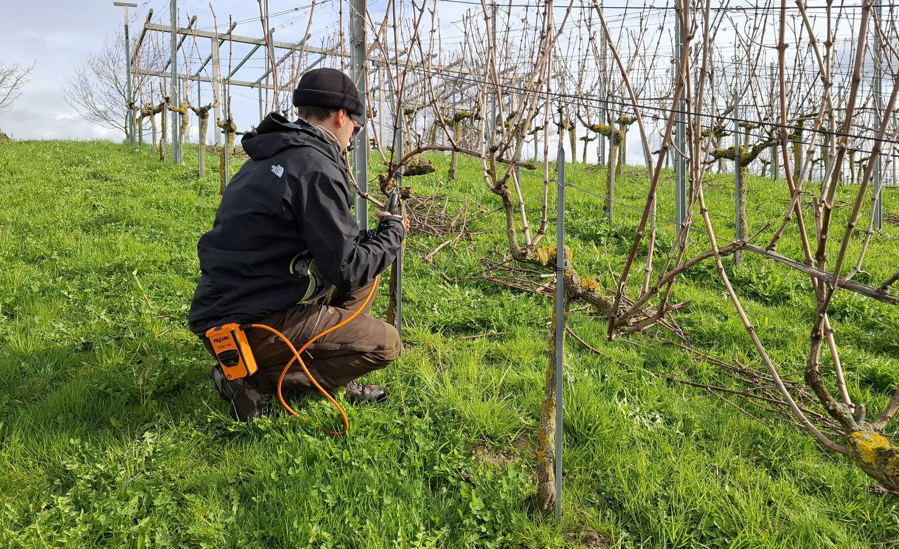 Hochkonzentriert liest Marius den Rebstock ...