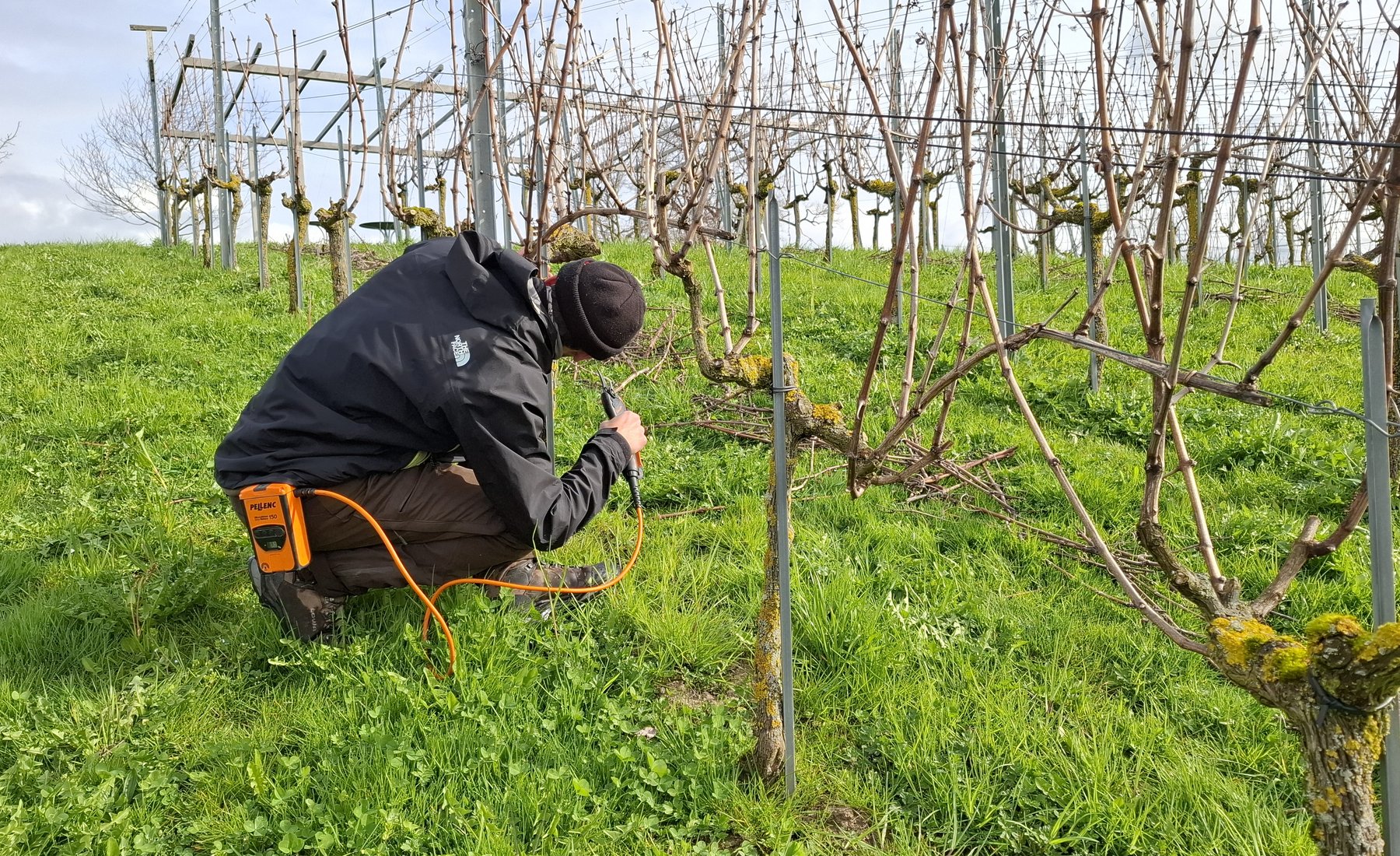 ... er kriecht sogar unter den Stock um die für den Stockaufbau wichtigen Knospen zu bestimmen.